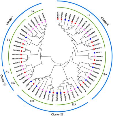 Genome-Wide Identification and Expression Analysis of the KUP Family under Abiotic Stress in <mark class="highlighted">Cassava (Manihot esculenta Crantz)</mark>